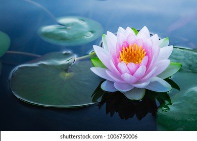 Yoga lily